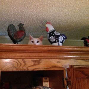 Meet your Posher, Lori